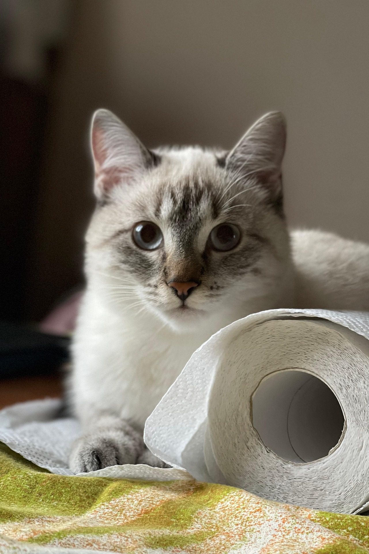 cat-6712481_1920